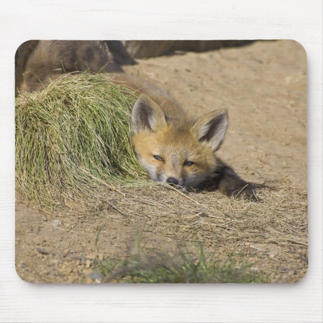 USA, Colorado, Breckenridge. Alert red fox Mouse Pad (Front)
