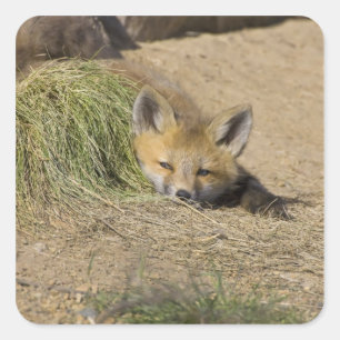 USA, Colorado, Breckenridge. Alert red fox Square Sticker