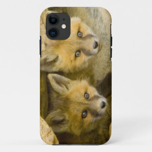 USA, Colorado, Breckenridge. Curious red fox Case-Mate iPhone Case
