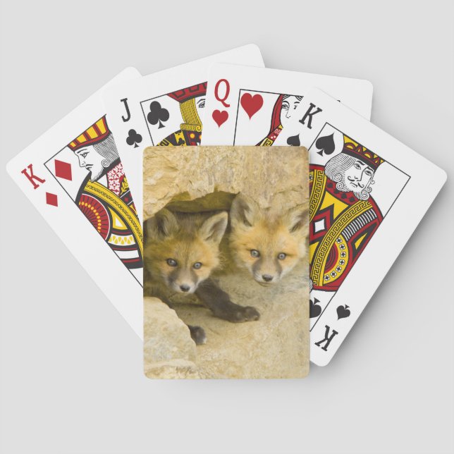 USA, Colorado, Breckenridge. Curious red fox Playing Cards (Back)
