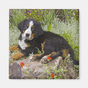 USA, Colorado, Breckenridge. Female Bernese Magnet