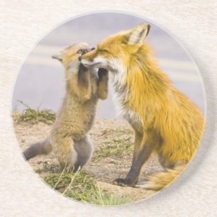 USA, Colorado, Breckenridge. Red fox mother 2 Coaster