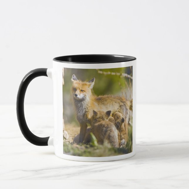 USA, Colorado, Breckenridge. Red fox mother 3 Mug (Left)