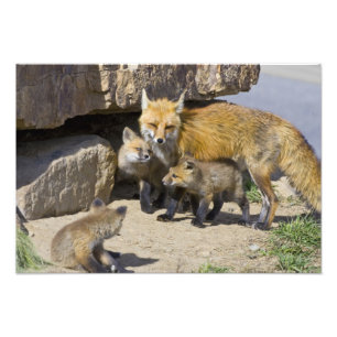 USA, Colorado, Breckenridge. Red fox mother 3 Photo Print