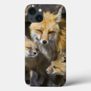 USA, Colorado, Breckenridge. Red fox mother 4 iPhone 13 Case
