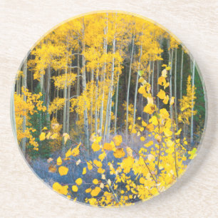 USA, Colorado. Bright Yellow Aspens In Rockies 2 Coaster
