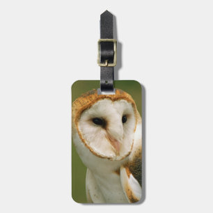 USA, Colorado, Broomfield. Barn owl Luggage Tag