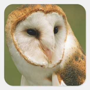 USA, Colorado, Broomfield. Barn owl Square Sticker