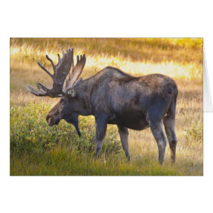USA, Colorado, Cameron Pass. Bull moose