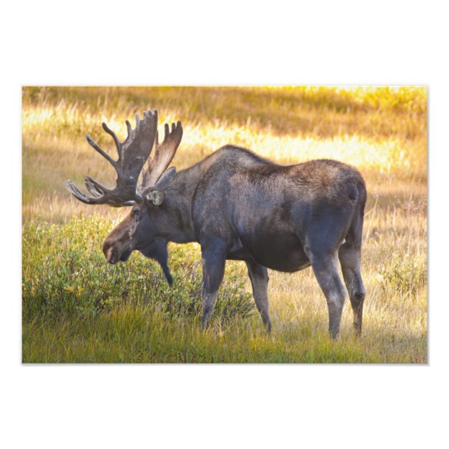 USA, Colorado, Cameron Pass. Bull moose Photo Print (Front)
