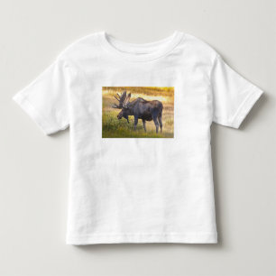 USA, Colorado, Cameron Pass. Bull moose Toddler T-Shirt