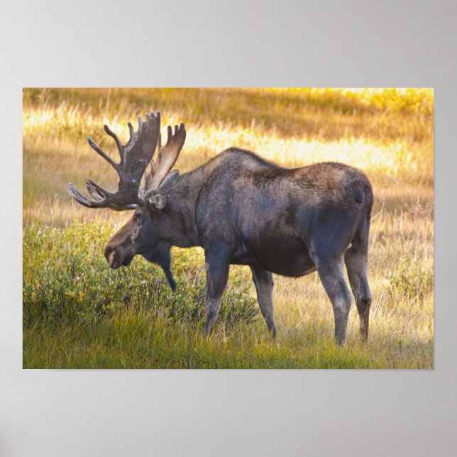 USA, Colorado, Cameron Pass. Bull moose with Poster (Front)