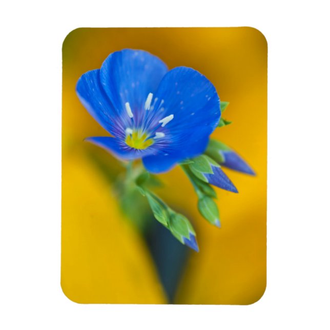 USA, Colorado. Close-up of cranesbill geranium Magnet (Vertical)
