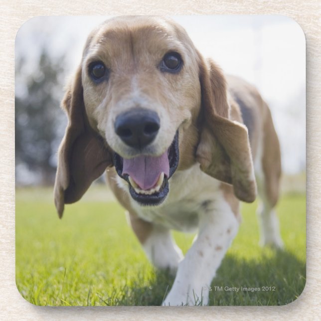 USA, Colorado, curious dog walking towards Coaster (Front)