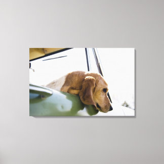 USA, Colorado, dog looking through car window 2 Canvas Print