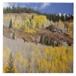 USA, Colorado, Gunnison National Forest, along Tile