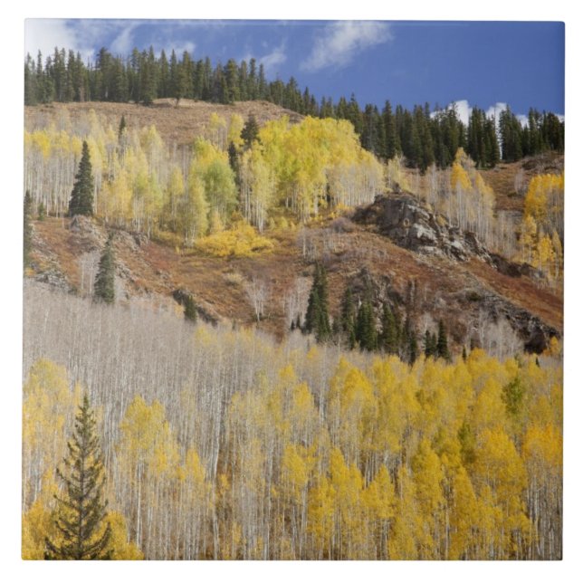 USA, Colorado, Gunnison National Forest, along Tile (Front)