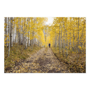 USA, Colorado, Gunnison National Forest near Photo Print