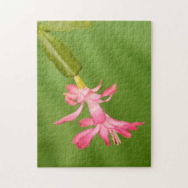 USA, Colorado, Lafayette. Christmas cactus Jigsaw Puzzle (Vertical)