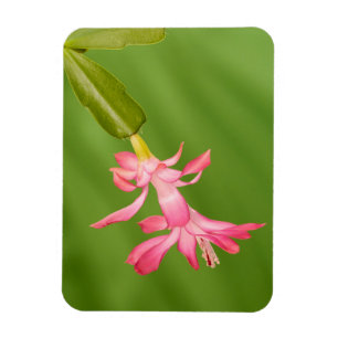USA, Colorado, Lafayette. Christmas cactus Magnet