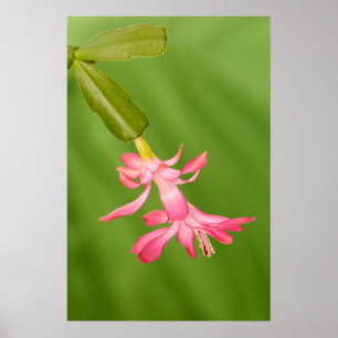 USA, Colorado, Lafayette. Christmas cactus Poster