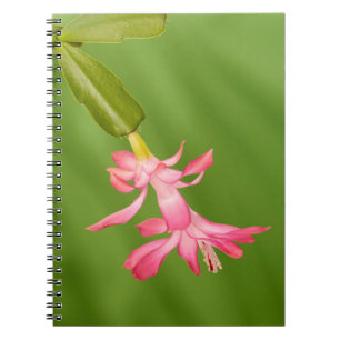 USA, Colorado, Lafayette. Christmas cactus Spiral Notebook