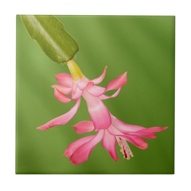 USA, Colorado, Lafayette. Christmas cactus Tile (Front)