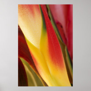 USA, Colorado, Lafayette, heliconia close-up Poster