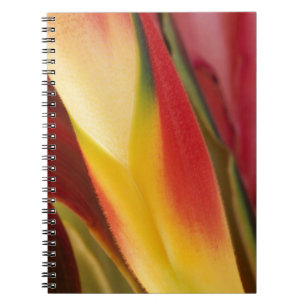 USA, Colorado, Lafayette, heliconia close-up Spiral Notebook