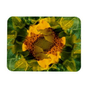 USA, Colorado, Lafayette. Sunflower montage Magnet