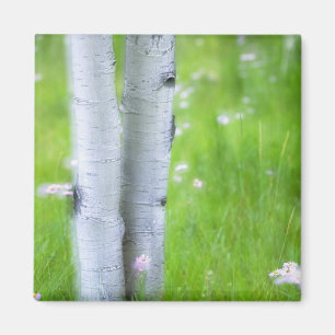 USA, Colorado, Lake City, Aspens and Magnet