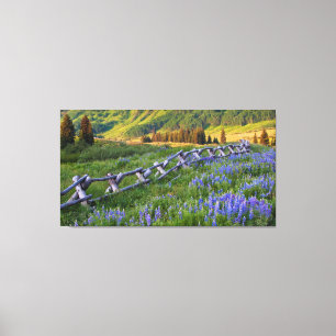 USA, Colorado. Lupines and split rail fence Canvas Print