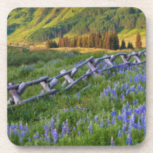 USA, Colorado. Lupines and split rail fence Coaster