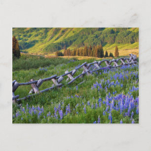 USA, Colorado. Lupines and split rail fence Postcard