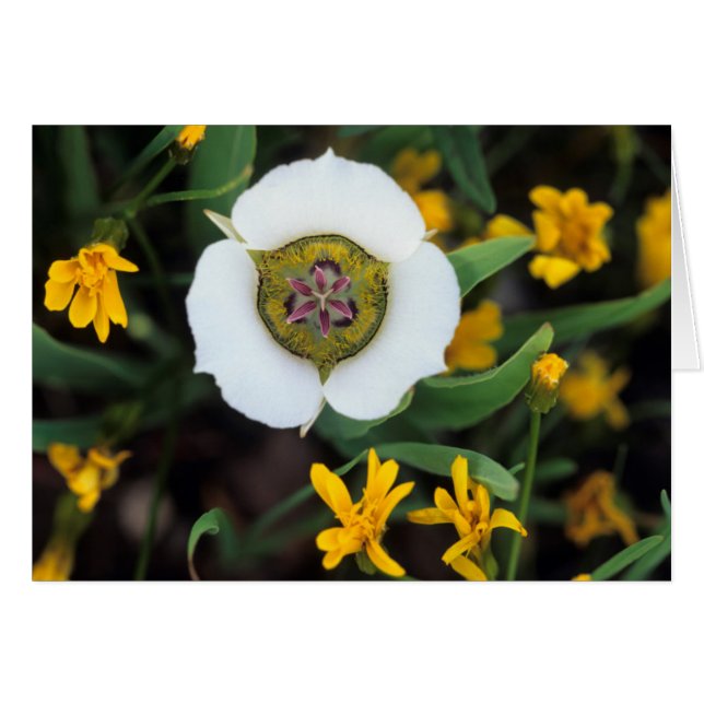 USA, Colorado. Mariposa tulip (Front Horizontal)