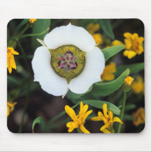 USA, Colorado. Mariposa tulip Mouse Pad