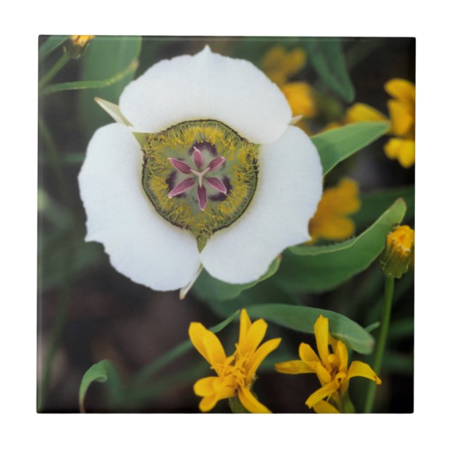 USA, Colorado. Mariposa tulip Tile (Front)