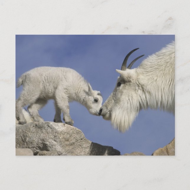 USA, Colorado, Mount Evans. Mountain goat mother Postcard (Front)