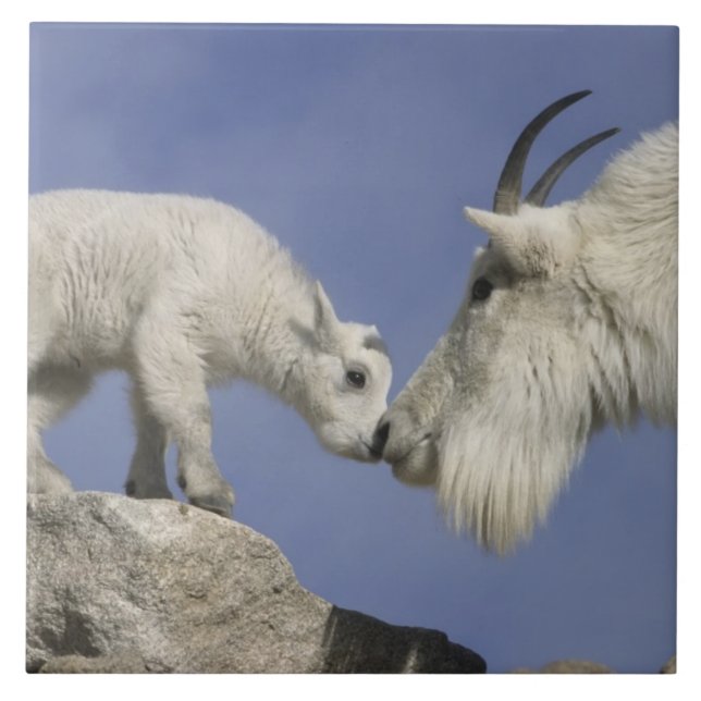USA, Colorado, Mount Evans. Mountain goat mother Tile (Front)