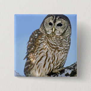 USA, Colorado. Portrait of barred owl perched 15 Cm Square Badge