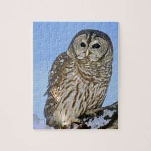 USA, Colorado. Portrait of barred owl perched Jigsaw Puzzle