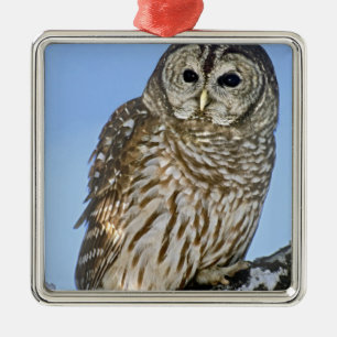 USA, Colorado. Portrait of barred owl perched Metal Tree Decoration