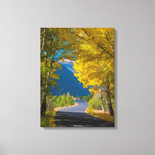 USA, Colorado. Road Flanked By Aspens Canvas Print