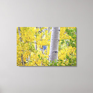 USA, Colorado, Rocky Mountains. Intimate aspen 2 Canvas Print