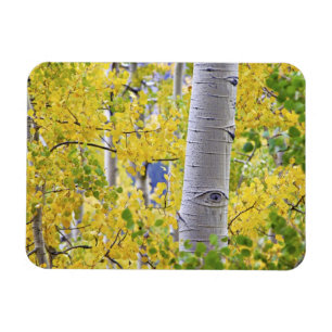 USA, Colorado, Rocky Mountains.  Intimate aspen 2 Magnet