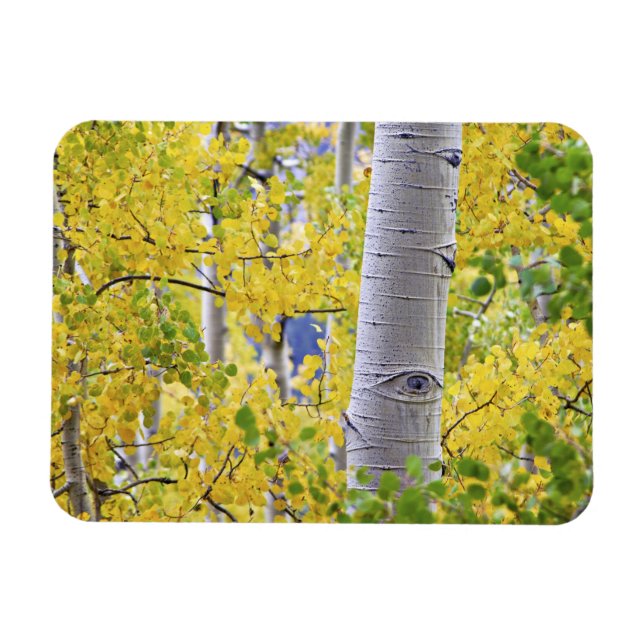 USA, Colorado, Rocky Mountains.  Intimate aspen 2 Magnet (Horizontal)
