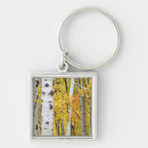 USA, Colorado, Rocky Mountains.  Intimate aspen Key Ring