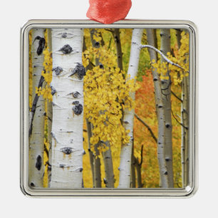 USA, Colorado, Rocky Mountains.  Intimate aspen Metal Tree Decoration