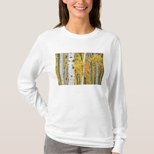 USA, Colorado, Rocky Mountains.  Intimate aspen T-Shirt