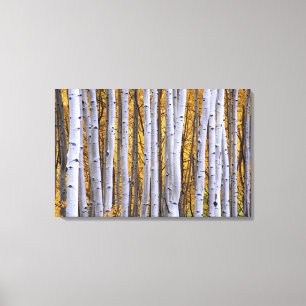 USA, Colorado, Rocky Mountains. Intimate scene Canvas Print